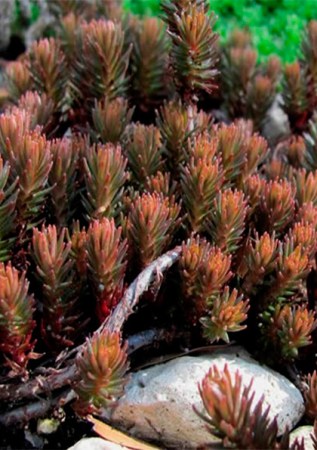 SEDUM Chocolate Ball 